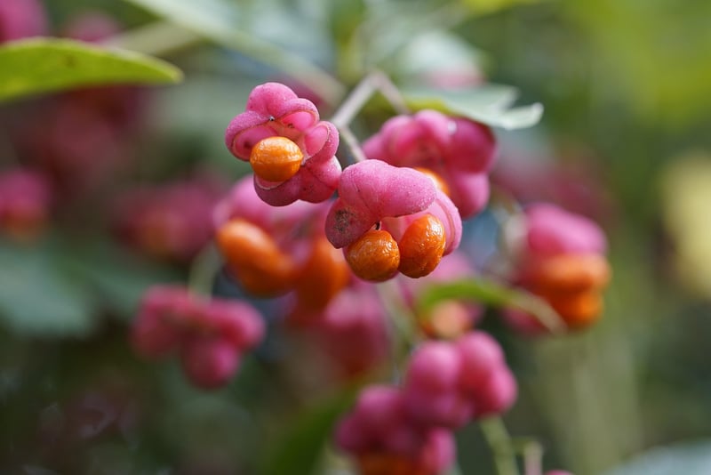 Assortment of fresh fruits