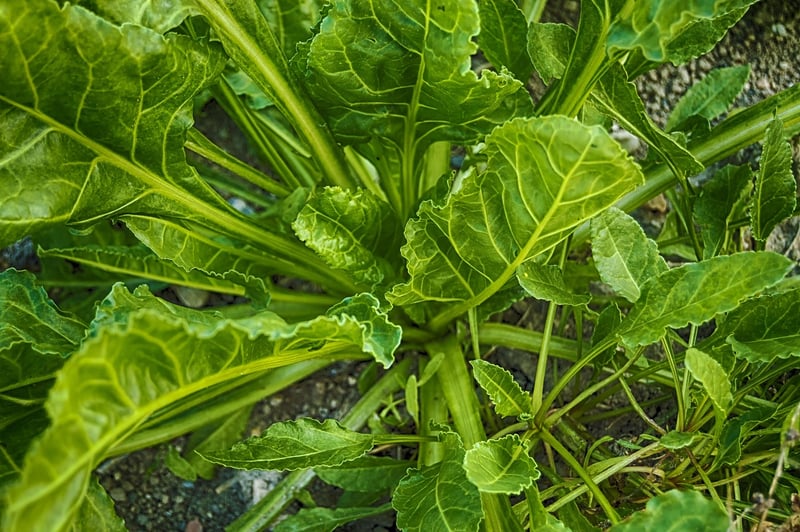 Fresh spinach leaves